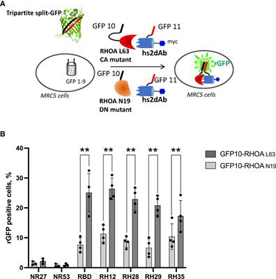 Tripartite split-GFP assay to identify selective intracellular nanobody that suppresses GTPase RHOA subfamily downstream signaling